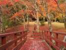 渡橋と紅葉の絨毯
