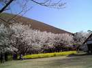 伊豆高原のさくらの里です。4月上旬が見頃です。(車で7分)