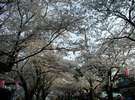 伊豆高原の桜並木です。3月下旬から4月上旬が見頃です。