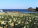 伊豆下田の爪木崎の水仙まつりは1月です。(車で約1時間)