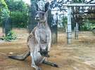 伊豆シャボテン公園のカンガルーです。おなかの袋にはに赤ちゃんがいます。