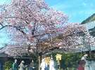 河津桜の原木です。(河津は車で約40分)
