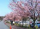 伊豆高原駅周辺の大寒桜
