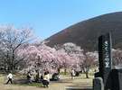 大室山のさくらの里(車で約7分)