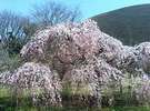 さくらの里のしだれ桜です。見事です。