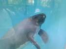 バナナワニ園の隠れた人気者、マナティーです。