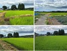 ホテルのお米はこの田んぼで収穫されます。新潟県新発田市の神田さんが丹精込めて作ったコシヒカリです。