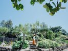 【東南植物楽園】他ではなかなか見る事ができない貴重な熱帯・亜熱帯の植物(ホテルから車で約15分)