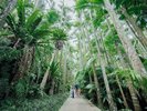 【東南植物楽園】日本でここだけ!天空に向かって一斉に伸びるユスラヤシ並木(ホテルから車で約15分)