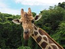 【沖縄こどもの国】大型草食動物エリアではキリン、ゾウ、カバなどが観察できる(ホテルから車で約7分)