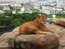 【沖縄こどもの国】様々な角度からライオンを観察できる(ホテルから車で約7分)