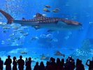 美ら海水族館