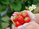 【フルーツパーク森の風】いちご狩り※イメージ