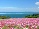 秋、のこのしまアイランドパーク内のお花畑に咲くコスモス。開花情報はX(Twitter)の公式ページで配信中。