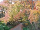 秋、のこのしまアイランドパーク内では紅葉を眺めながら散策が楽しめます。