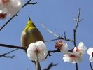 自然豊かな環境。梅の開花は例年2月初め頃となっております。