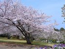 春、のこのしまアイランドパーク内に咲くサクラ。