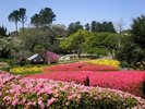 春、のこのしまアイランドパーク内に咲く、つつじ
