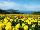 春、のこのしまアイランドパーク内に咲く、マリーゴールド