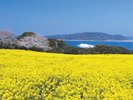 春、のこのしまアイランドパーク内の菜の花畑。
