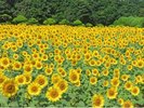 夏、のこのしまアイランドパークに咲く、ひまわり。開花最新情報はX(Twitter)の公式ページをご覧ください。