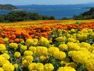 初夏の季節に、のこのしまアイランドパーク内に咲く、マリーゴールド