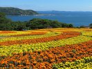 5月はマリーゴールド