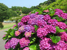 のこのしまアイランドパーク内に咲く紫陽花