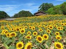 のこのしまアイランドパーク内に咲くひまわりの花