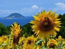 ひまわり
