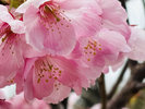 【3月】雨天時:桜