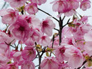 【3月】雨天時:桜