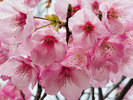 【3月】雨天時:桜