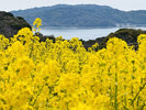 【3月】菜の花畑