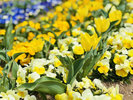 【3月】春の花畑