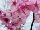 【3月】桜