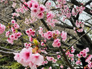 【3月】桜