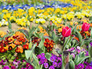 【3月】春の花畑