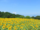 ひまわり