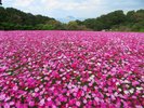 遅咲きコスモス 10月下旬〜11月中旬 30万本