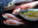 【北陸の鮮魚】のどぐろをはじめ、北陸近海で水揚げされる旬魚を厳選。その日最良の鮮度でご提供いたします