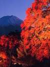 紅葉のライトアップ