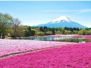 富士芝桜まつり