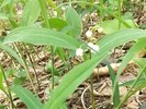 山梨県笛吹市芦川町のすずらんの里