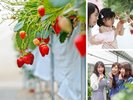 竹亭より車20分「美作農園」岡山県最大級の苺の観光農園!12月中旬〜6月初旬、いちご狩りが楽しめます♪