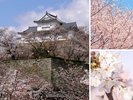 竹亭より車20分「鶴山公園」「日本さくら名所100選」にも選ばれた、西日本有数の桜の名所です。