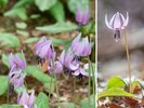 竹亭よりお車で約8分「幕谷カタクリ群生地」桜の咲く頃、可憐なカタクリの花が静かに咲き始めます。