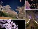夜桜見物送迎バス(湯郷⇔鶴山公園)桜の期間中、津山・鶴山公園の夜桜を楽しめる送迎バスを運行します。