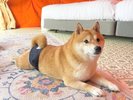 【ペット可】ドームテント