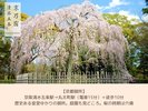 京都御所:電車15分+徒歩10分